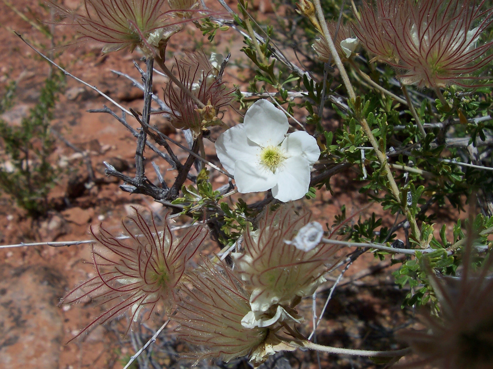 *Fallugia paradoxa (Apache Plume) | High Plains Environmental Center