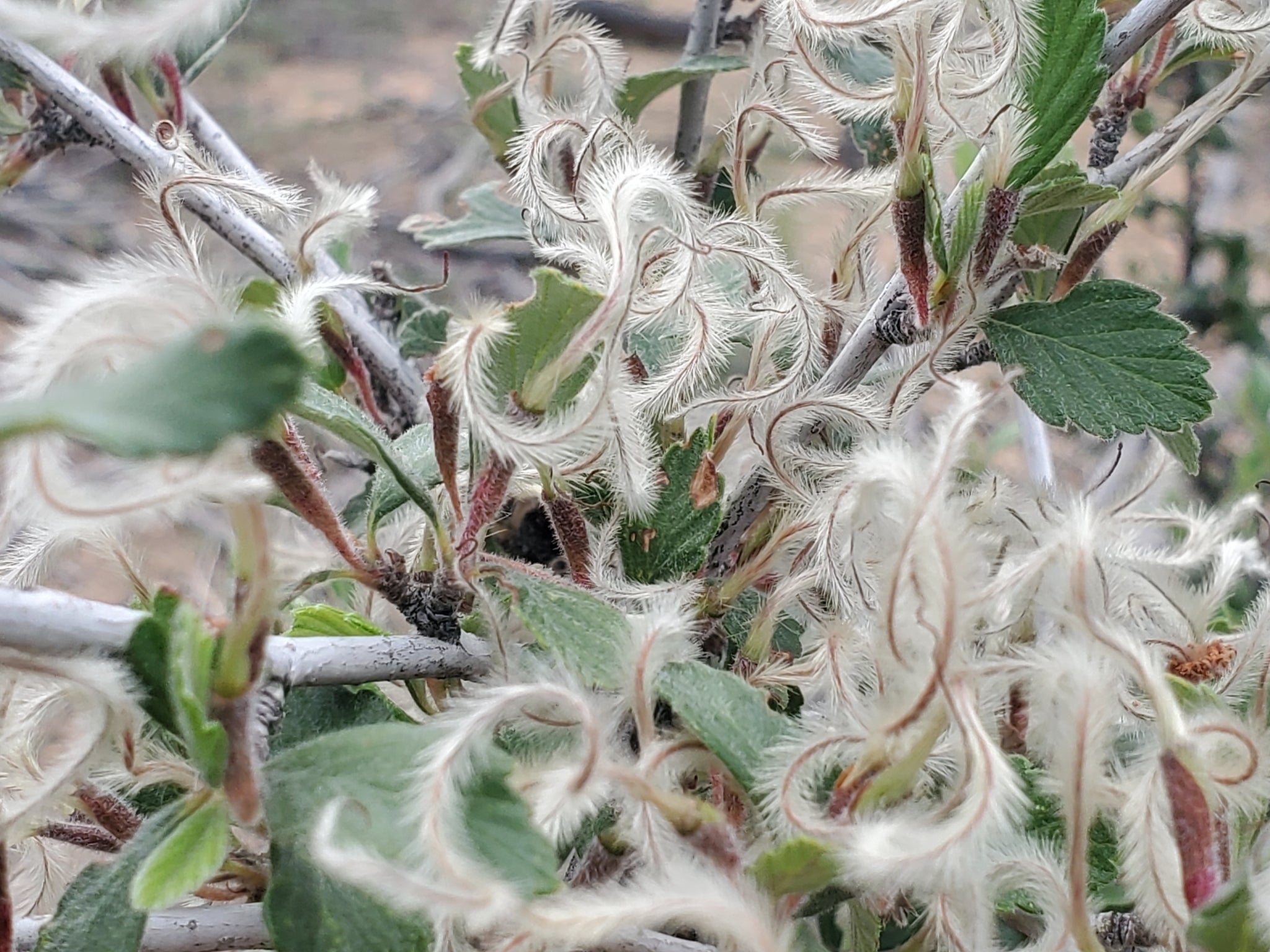 Cercocarpus montanus (Alderleaf Mountain Mahogany) High Plains
