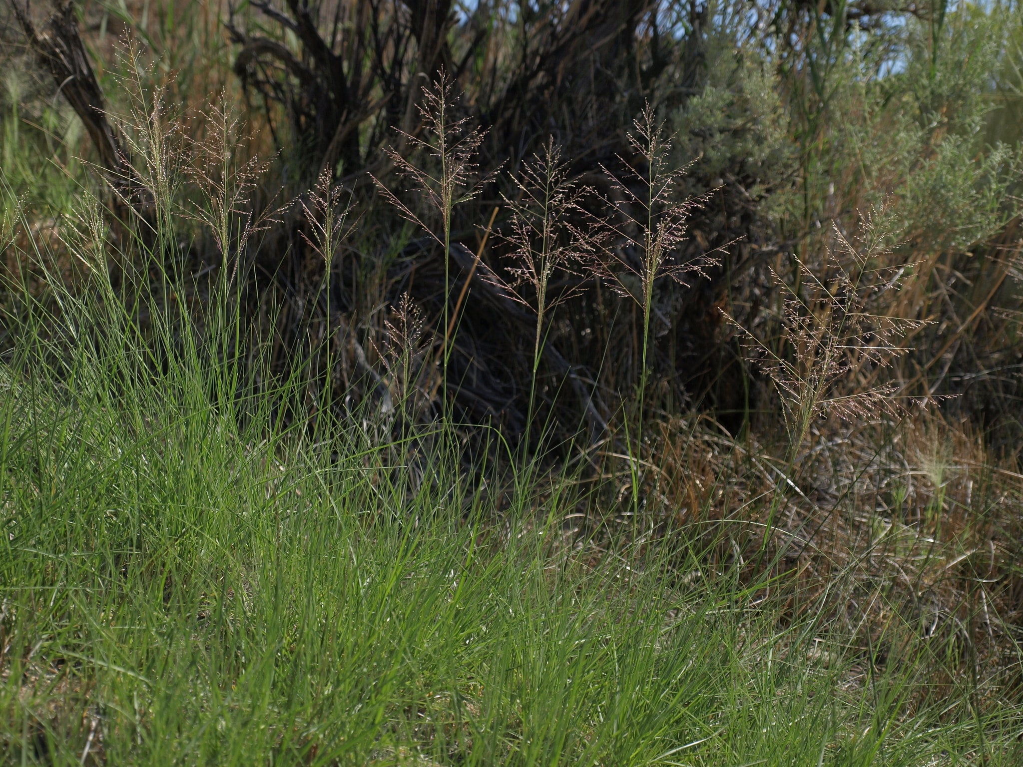 *Sporobolus airoides (Alkali Sacaton / Sand Dropseed) High Plains
